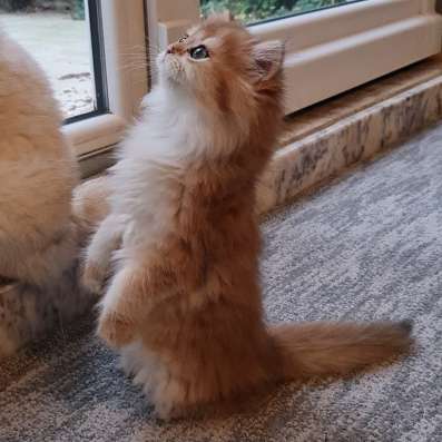 British longhair Ny11 female