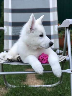 Puppies of a White Swiss Shepherd Dog фото 9