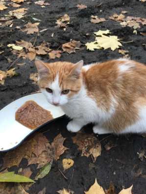 Котятам нужен дом в Москве фото 9