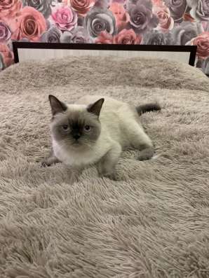 Прозам шотландских котят в Иванове
