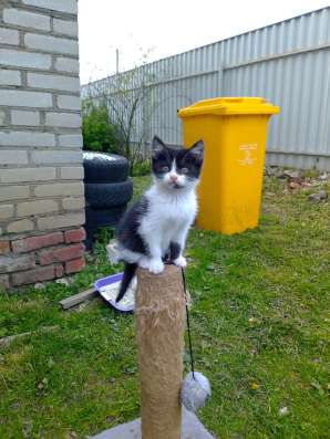 Котят в хорошие руки