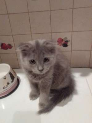 Вислоухие котята