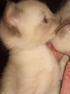 Сиамские котята в Чусовой фото 3