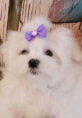 Мини Мальиезе Information_puppylove в Москве фото 7