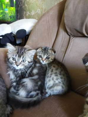 Шотландские котята