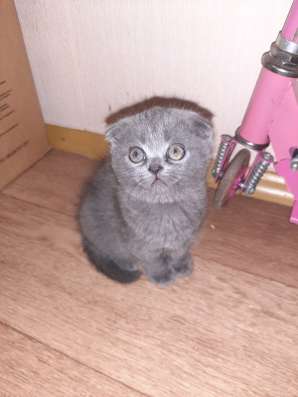 Шотланские котята фото 3