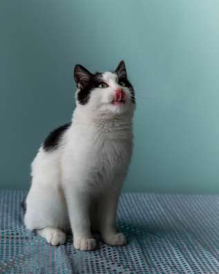 Котенок Остин в добрые руки