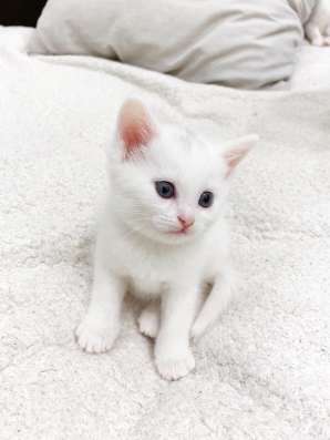 Шотландские котята в Домодедове фото 4