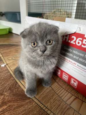 Вислоухие котята скотиш фолд фото 3