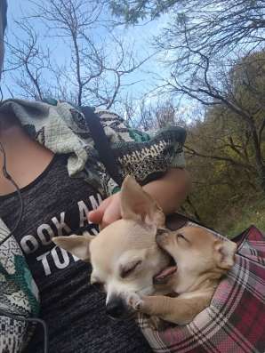 Щенки чихуахуа