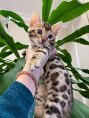 Продам бенгальских котят