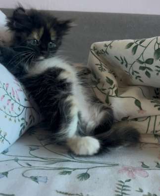 Котенок в добрые руки в Орехово-Зуево