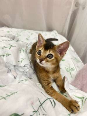 Абиссинский котёнок в Ставрополе