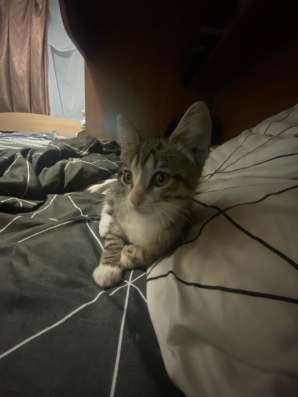 Котенок