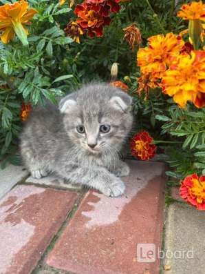 Котенок 2 месяца девочка