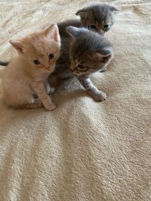Отдам котят в добрые руки