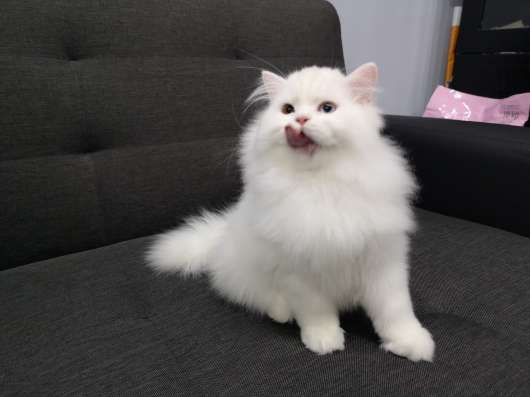 Котенок от Питомника Black Crystal