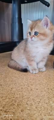 Котята Британская короткошерстная