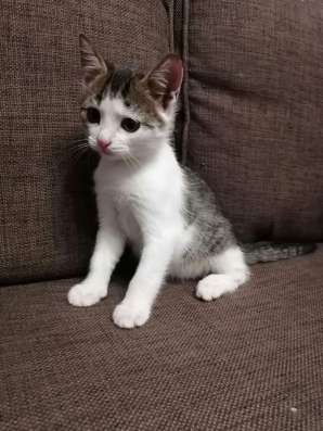 Котята ищут хозяев в Нижнем Новгороде