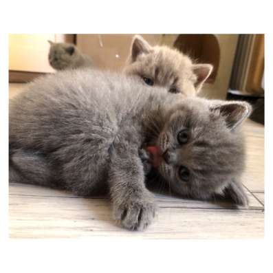 Плюшевые котята в Зеленограде фото 3
