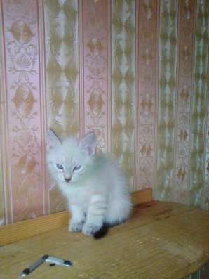 Котята Бирмы