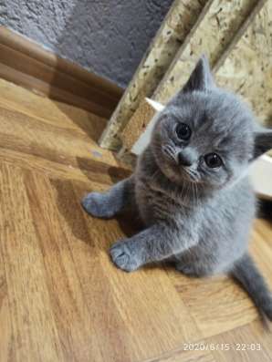Котята шотландские
