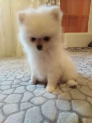 Pomeranian Zwergspiz