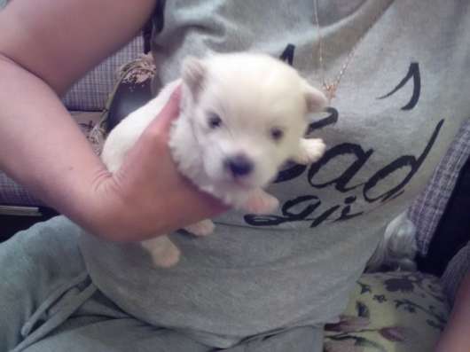 Продаются щенки West Highland White terrier в Протвино