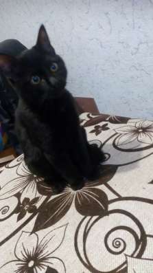 Отдам котенка в Боровичах