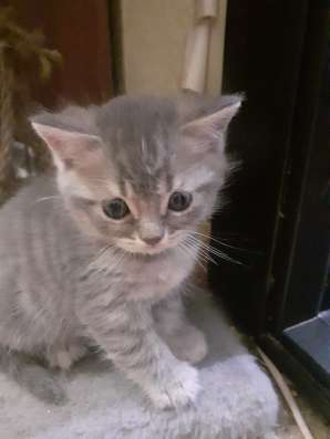 Котята шотландцы фото 7