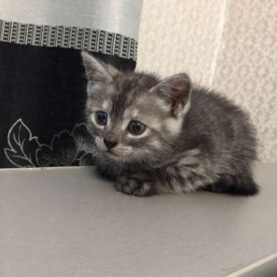 Отдам котят
