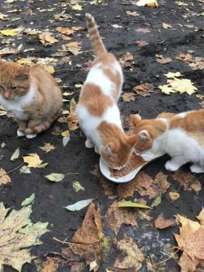 Котятам нужен дом в Москве фото 11