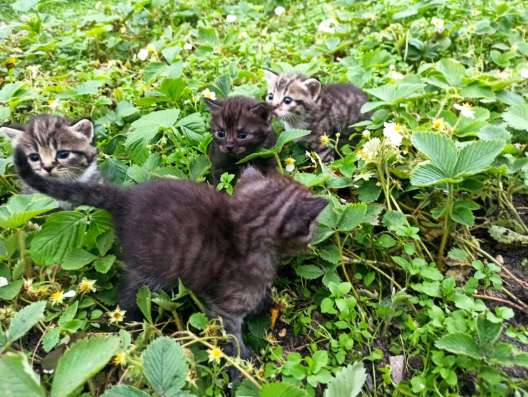 Котята ищут дом и любящих хозяев фото 12