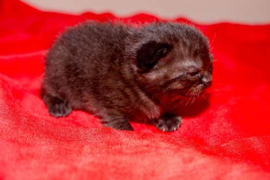 Продам шотландских котят в Симферополе фото 6