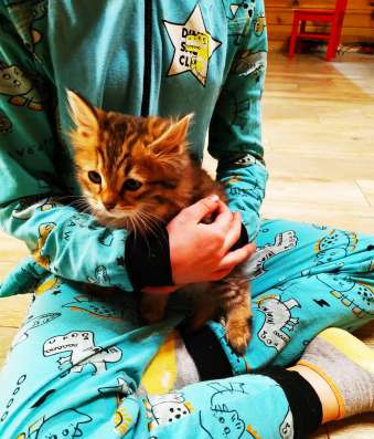 Котики в добрые руки