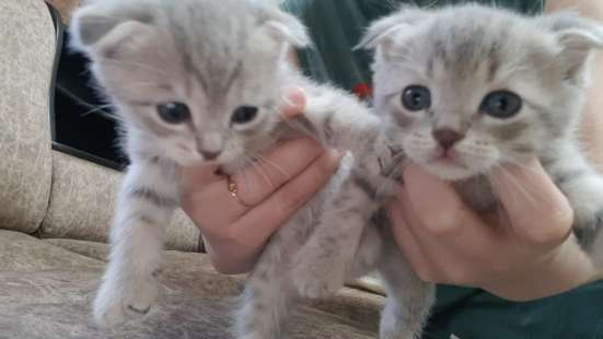 Шотландские вислоухие котята в Уфе
