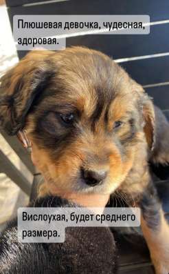 Отдам в добрые руки в Минеральных Водах фото 6