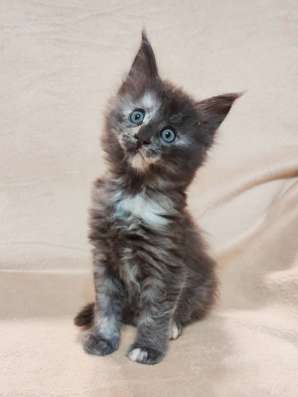 Balizza - cistokrvna Polycoon (Maine Coon Polydaktyl) фото 6