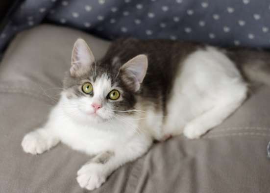 Котенок бесплатно