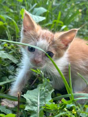 Котята в Кашире фото 3