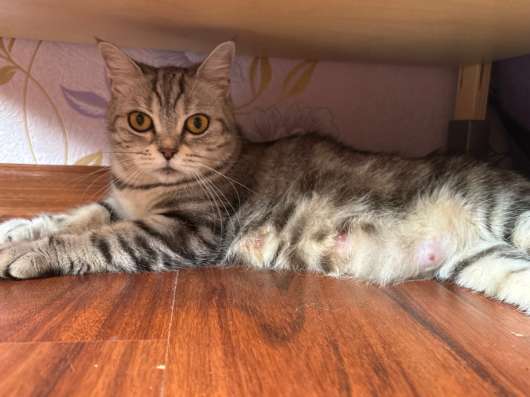 Котята в Краснодаре