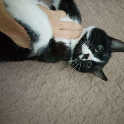 Котенок Матрёна