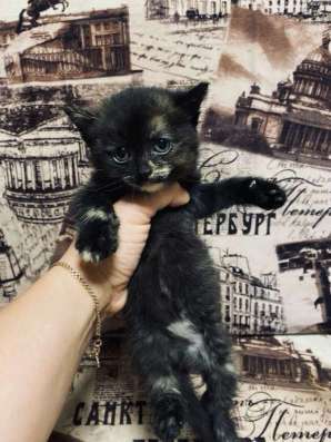 Котята в Челябинске фото 3