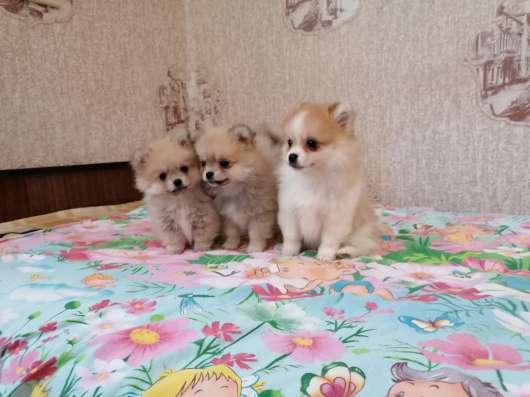 Щенки померанского шпица девочки и мальчики в Симферополе фото 3