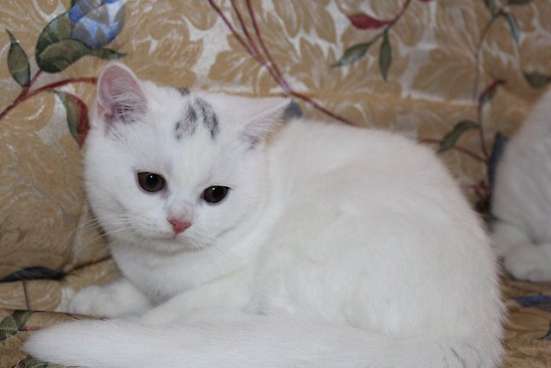 Котята и кошка в Владивостоке фото 3