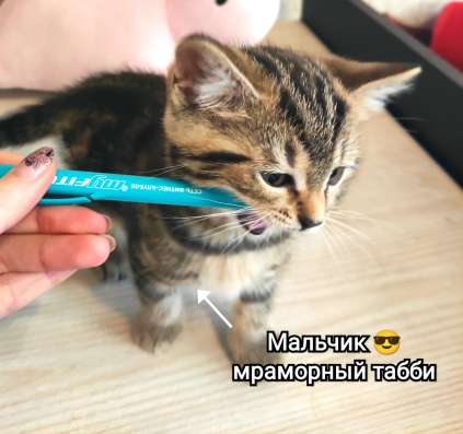 Шотландские котята в Москве фото 9