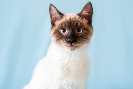 Котенок подросток Тайсон в добрые руки в Москве фото 7