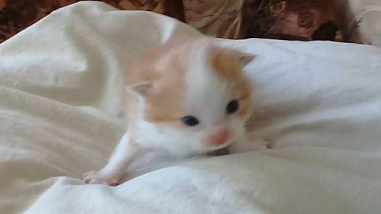 Отдам котят в добрые руки