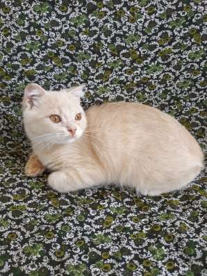 Шотландский котенок, мальчик в Симферополе фото 4