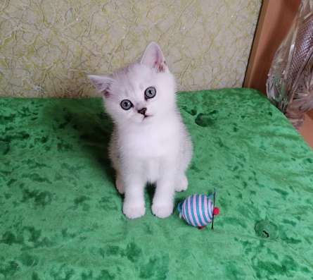 Британские котята в Санкт-Петербурге фото 10